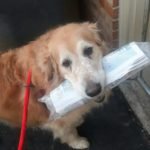 dog with paper