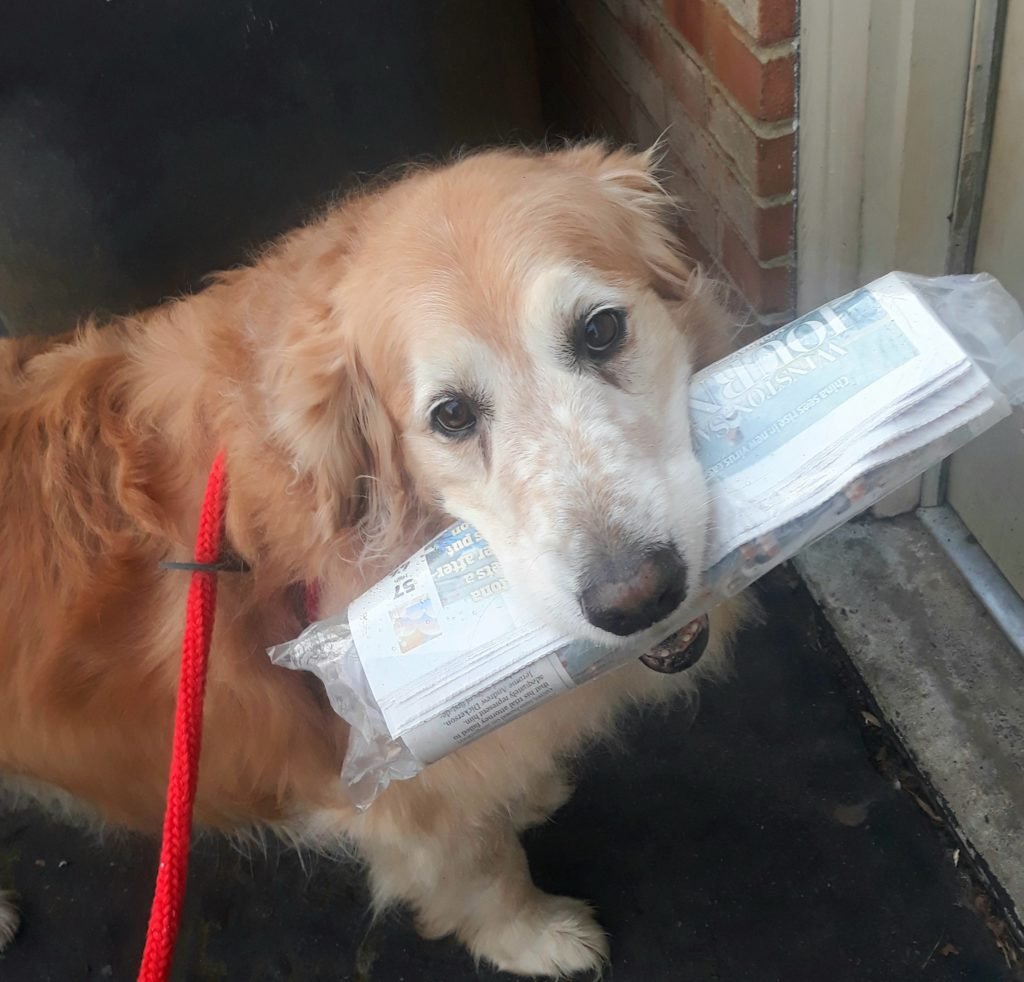 dog with paper