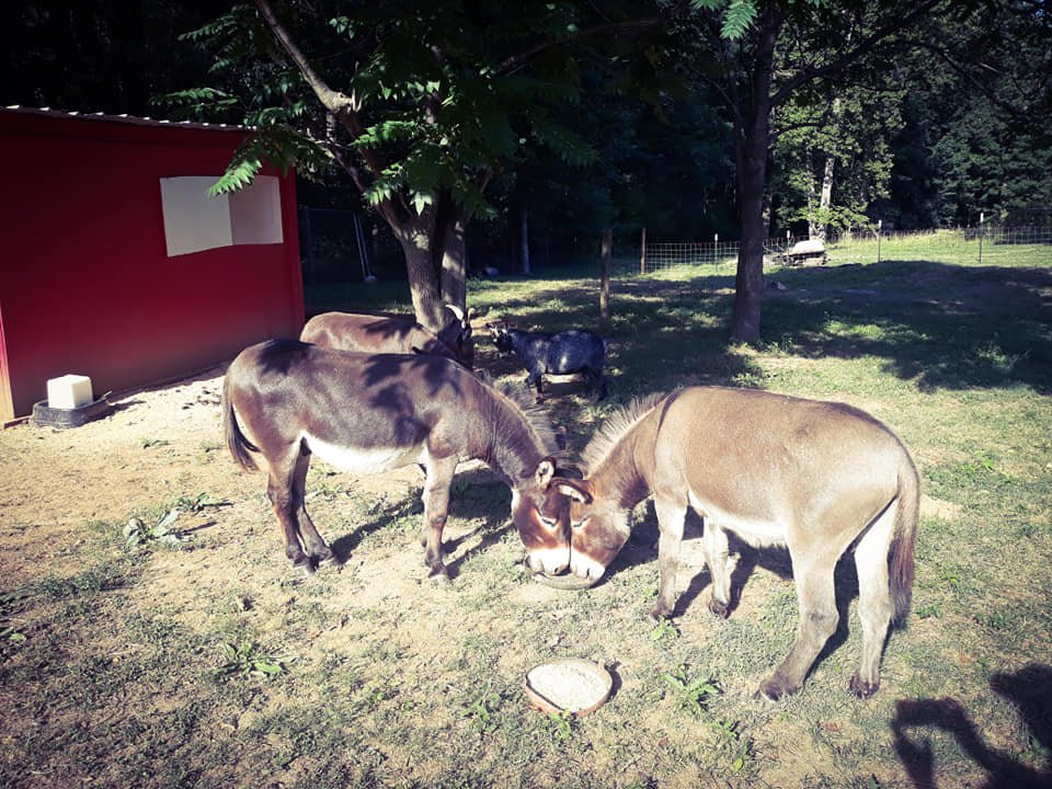 Donkeys
