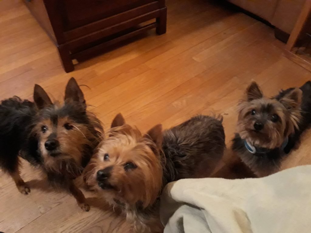Yorkies