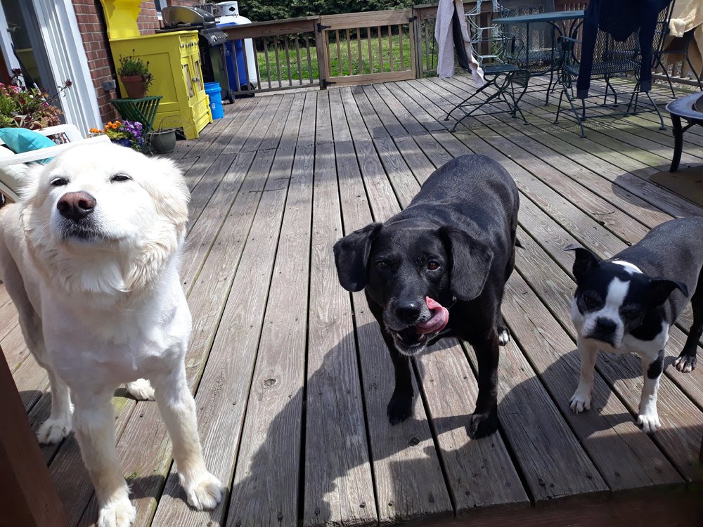 Sunny, Midnight & Rookie