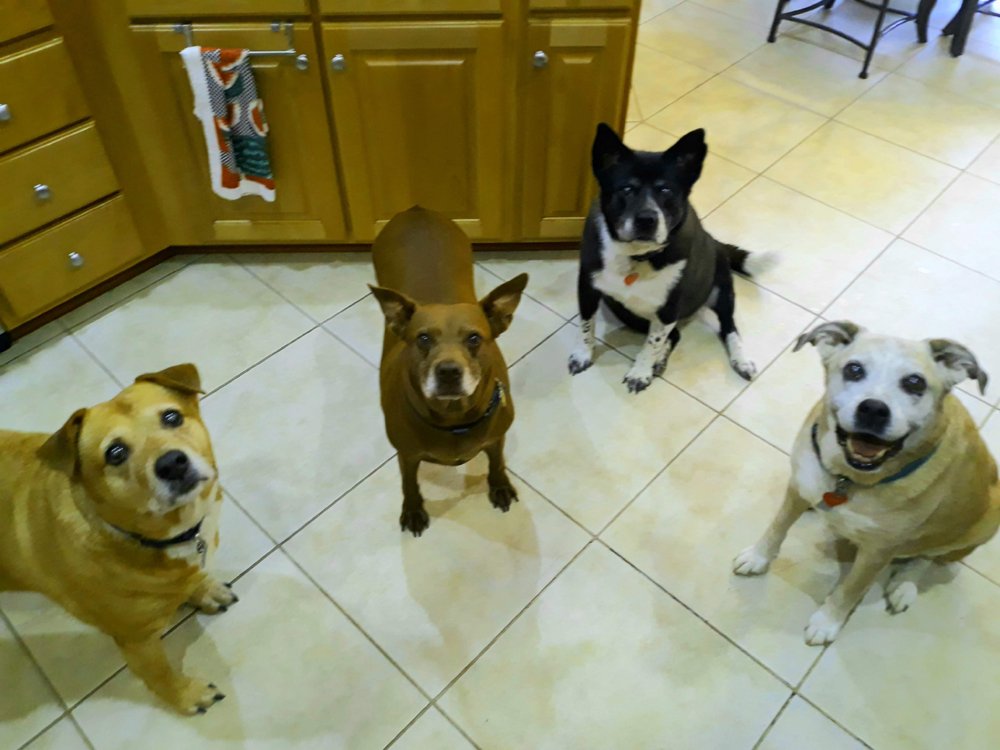 Dogs