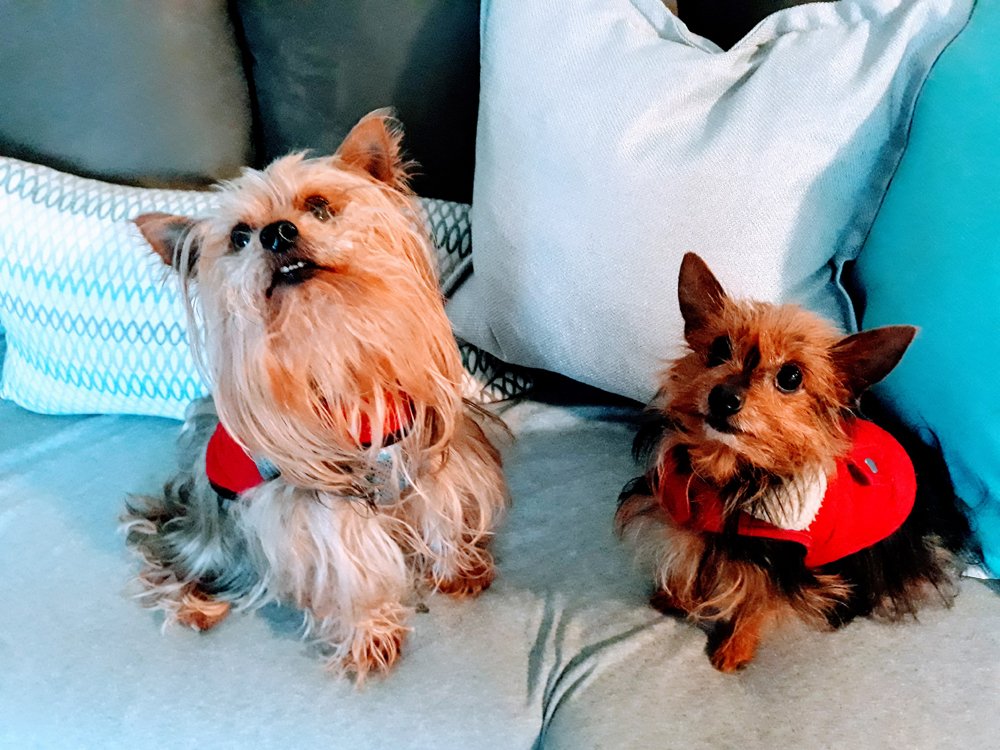 Poo & Jasper
