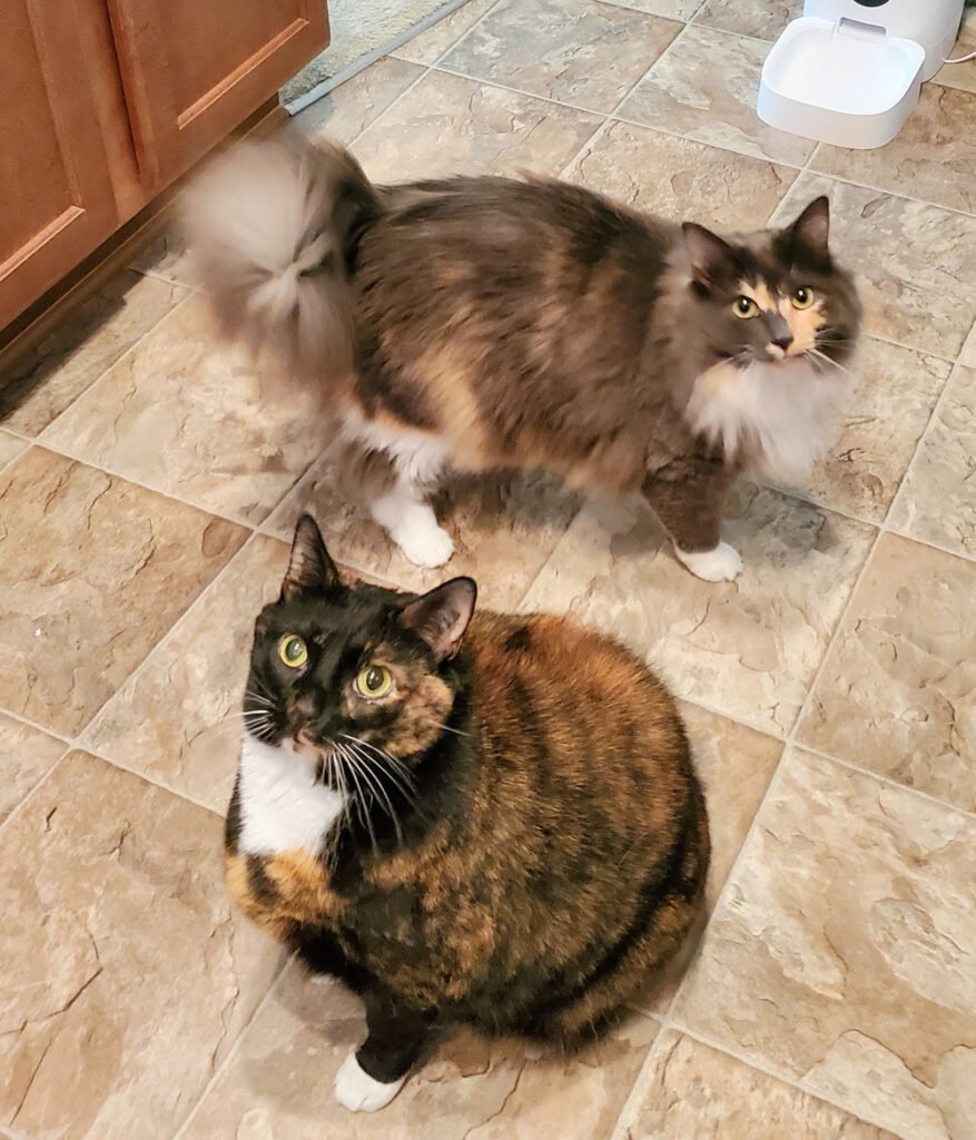 Harlow & Baby Kitty