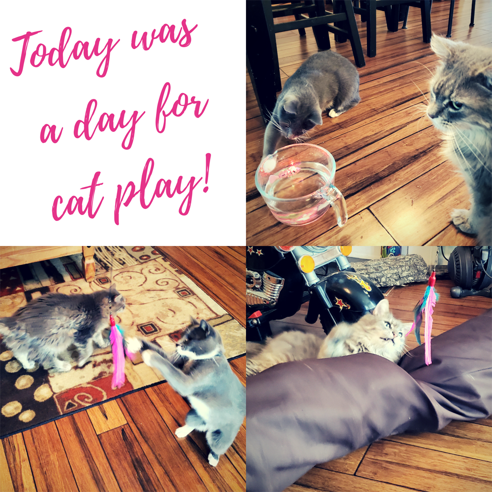 Cats