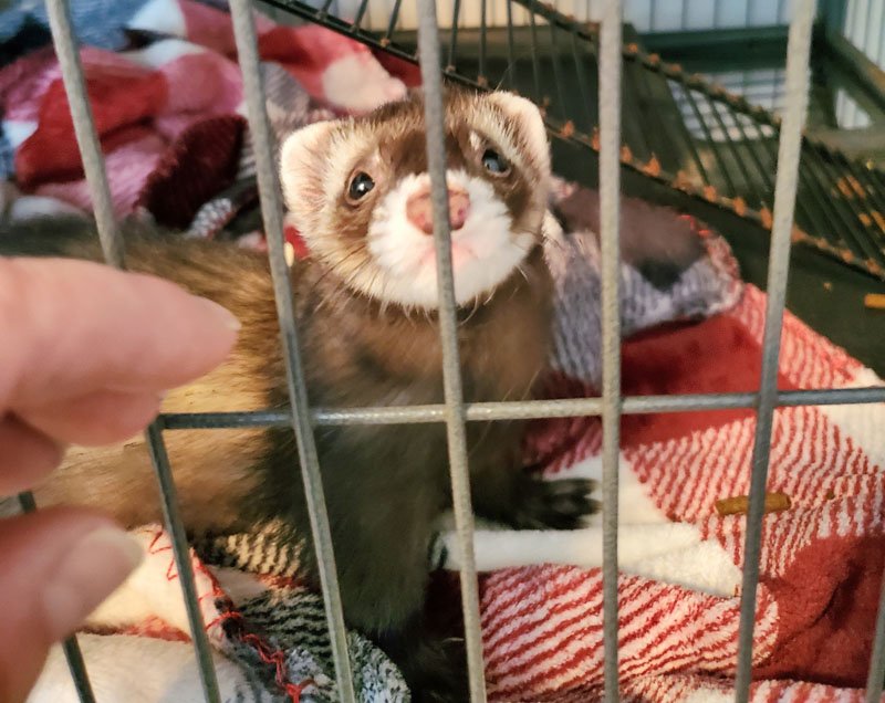 Ferret