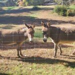 Farm Animal Sitting - Wallburg/Kernersville