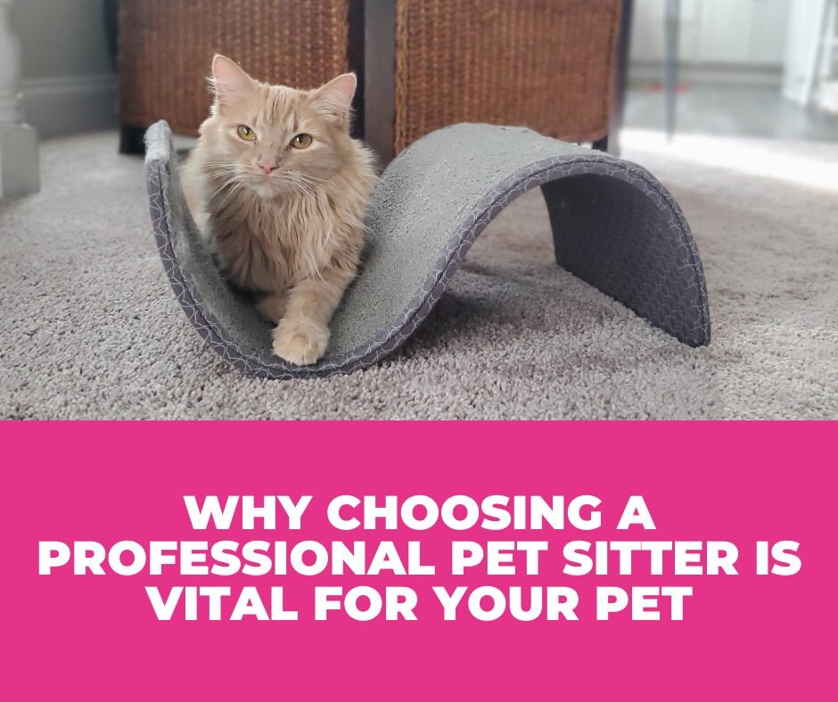 Choosing a professional pet sitter vs a hobby sitter