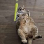 client reviews,trustworthy,updates,pictures,videos