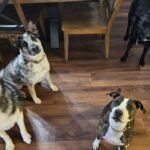 client reviews,trustworthy,updates,pictures,videos